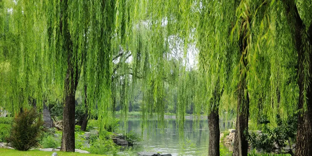 Ancient Chinese painting of two friends parting ways under a weeping willow tree