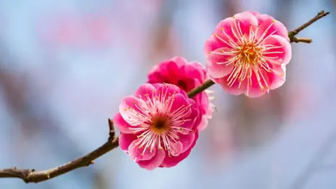 Delicate red plum blossoms blooming amidst fresh white snow on ancient branches