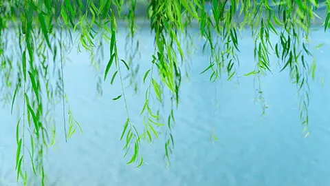 A weeping willow branch gently touching the water surface